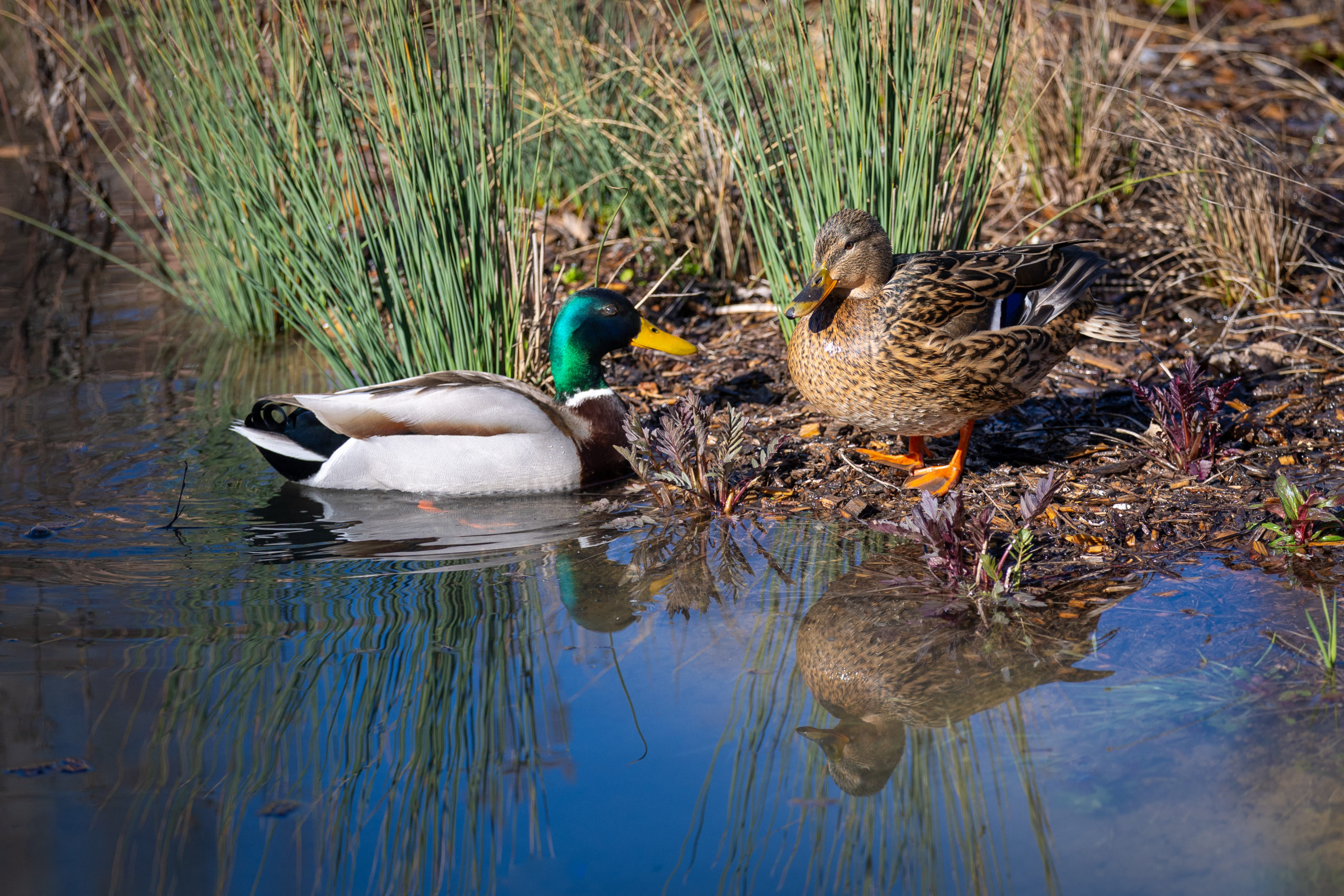 Couple de canards. Photo: STEMUTZ.COM